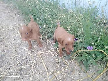 heyvan evləri: İrland Setter bala itlər - Cins: İrland Setter (qırmızı rəngli — 2