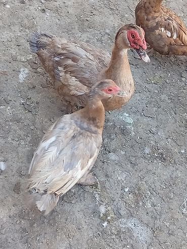 Ördəklər: FINIQ RƏNGİ LAL ÖRDƏK TAM SAĞLAMDI QİYMƏT İKİSNƏ AYİTDİ ullard/misk — 2