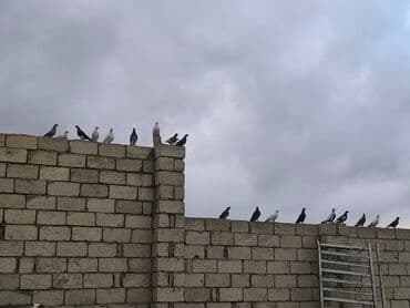 Məhsul: Göyərçin 40 ədəd topdan Təsvir: - Şəkillərdə müxtəlif rəng və — 2