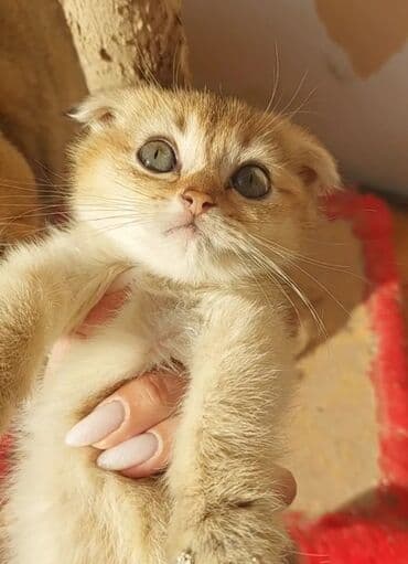 heyvan barınağı: Qızıl şinşilla, Dişi, Ünvandan götürmə — 2