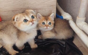 1 azn pişik: Şotland, Erkək, Dişi, Yaxşı əllərə, Ünvandan götürmə — 1