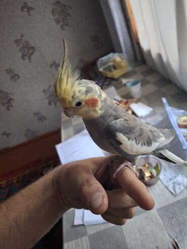 pekines itlerin satisi: Nimfa papuqayı (Cockatiel) – gözəl rəng çaları və xasiyyətli ev quşu — 1