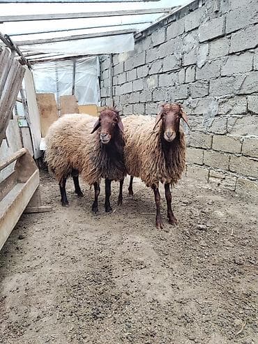 2 əlkey qala qoçu Qurbanligada yarıyır tumluğada əldə saxlanılıb arpa at lalafo.az 2 əlkey qala qoçu Qurbanligada yarıyır tumluğada əldə saxlanılıb arpa