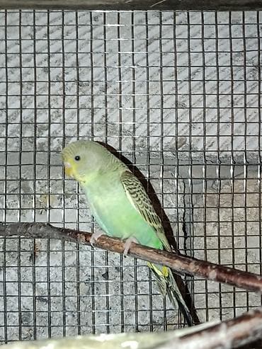 Tutuquşları: ) - Növ: Dalğalı tutuquşu (budgerigar) - Rəng çaları: açıq yaşıl — 2