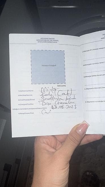 pers pişiy: Şotland yastı qulaq, Dişi — 2