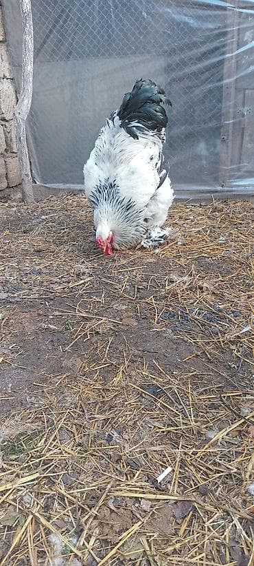 brama xoruzları: Brahma cinsli xoruz. 100 - Rəng: ağ-qara (boyun və quyruqda tünd — 5