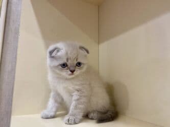 etibarlı ellere verilir it: Britan, Dişi, Yaxşı əllərə, Ünvandan götürmə, Pulsuz çatdırılma, Ödənişli çatdırılma — 3