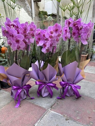 Alfa Romeo: Vatsapp mövcuddur!. Çatdırılma metrolara, Şamaxinkaya mövcuddur və — 1