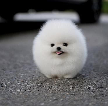 Şpitz, 2 ay, Sənədli — 1