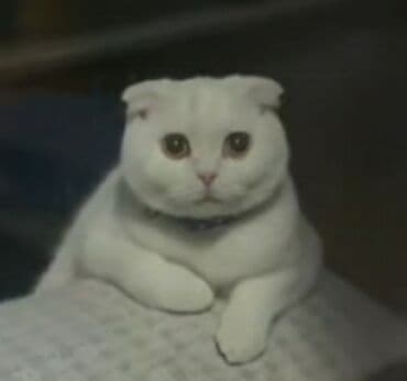 pişik yarım tip: Şotland yastı qulaq, Erkək — 4