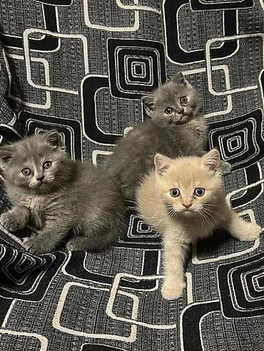 K/t heyvanları və malları: Britan — 6