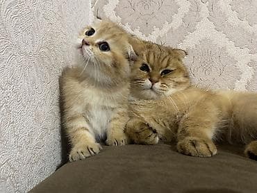 bala pişikler: Qızıl şinşilla, Dişi — 3