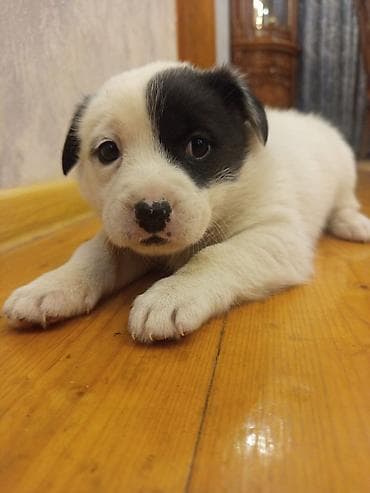 Heyvanlar üçün mallar: 2 ay, Dişi, Ünvandan götürmə — 6