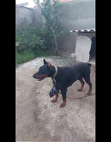 doberman balasi satilir: Doberman, Erkek — 1
