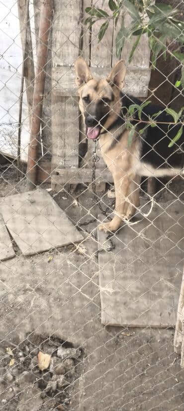 купить хаски щенка: Немецкая овчарка, 1 год, Самец, Для вязки, Самовывоз — 4