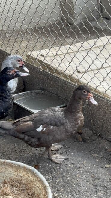 cins ineklerin qiymeti: Erkeyler 45 manat fereler 35 manata istiyen olsa vacapda elaqe — 7