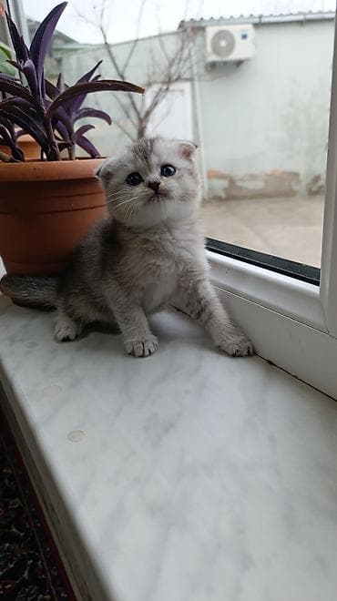 Şotland yastı qulaq