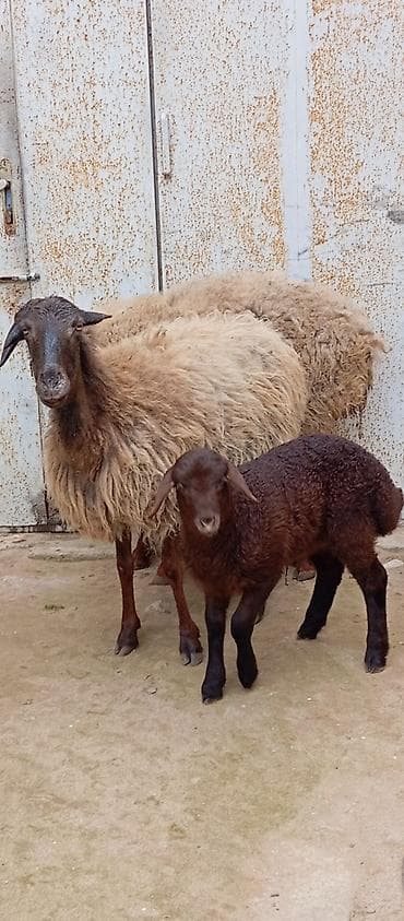 pudel disi: Salam ünvan Bakıin maştağa kendi obşi 3 baş heyvanlar 1 baş ana-bala 1 — 2