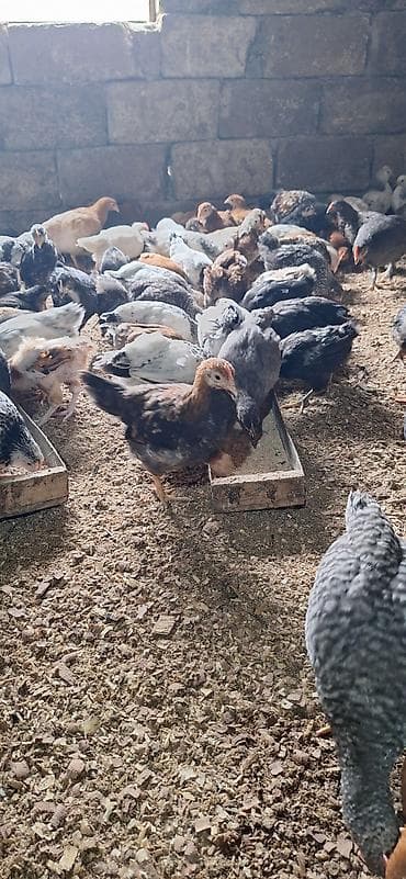 toyug cuce: Toyuq cücələri, Damazlıq — 3