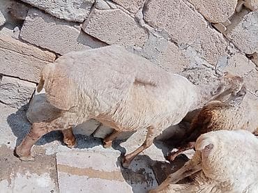 Ətlik biri boğaz di cavandi