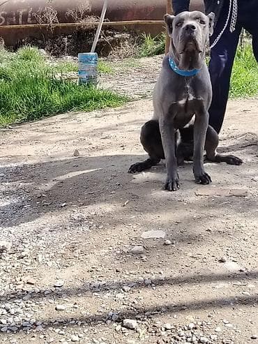 купить щенка кане корсо: Кане-корсо, 10 месяцев, Самец — 3