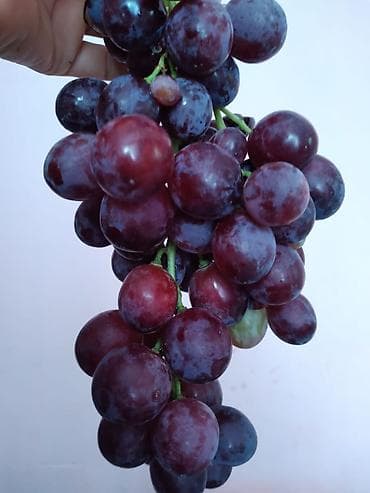 pişik şəkiləri: Məhsul: Təzə üzüm (qara və qırmızı sortlar) Təsvir: - Bağdan — 3