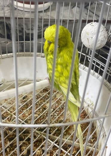 İtlər: Gözəl rəngdə təmiz növ.Erkək. Barter olar başqa növ quşlarla,buyurun — 4