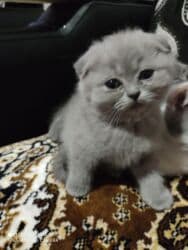 K/t heyvanları və malları: Şotland, Dişi, Ünvandan götürmə — 3