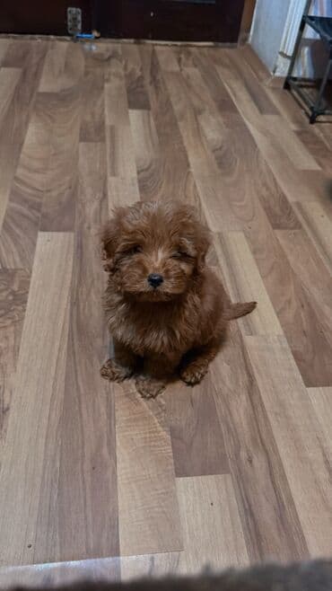 it pitbull: Pudel, 2 ay, Erkek, Peyvəndli, Ünvandan götürmə — 3