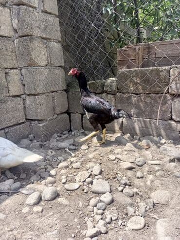 Бараны, овцы: Cins: Uzunboyun döyüş tipli xoruz Rəng: Qara-bənövşəyi lələklər — 1