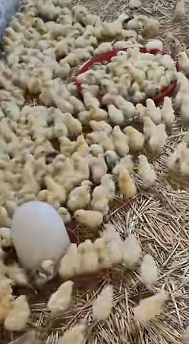 Cuce 80 qepik cadirilma menlik deyil