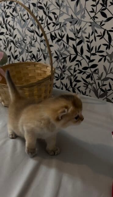 ən ucuz pişiklər: Şinşilla, Dişi, Erkək, Ünvandan götürmə, Ödənişli çatdırılma — 4