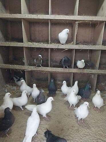 goyercin satisi: Oz goyercinlerimdi satiram kom sekilde tek tek satilmir baha qiymete — 1