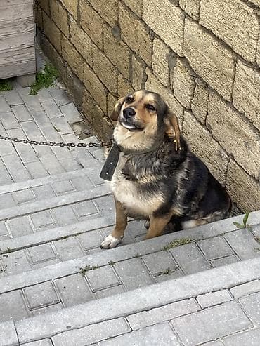 atım qurğu: İt oz itimdi cox akdiv itdir peyvendi vaxdi vaxdinda vurulur qiymet — 1