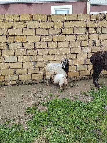 pomeranian dişi: Dişi bala ile 3 cu balasıdı cavan kecidi maşalah yimeyne soz yoxdu — 2