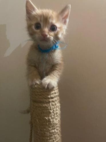 Tabbi, Yaxşı əllərə lalafo.az -da Tabbi, Yaxşı əllərə