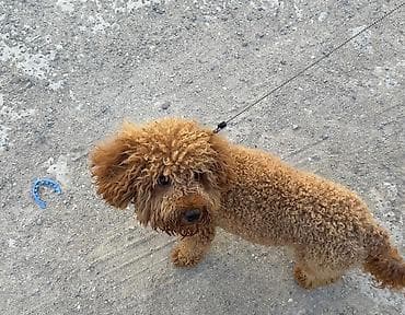 Pudel, 1 il, Erkek, Sənədli, Ödənişli çatdırılma