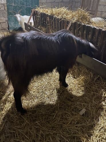 Quşlar: 2 yaş yarimliq heleb tekesi satilir tam aktiv heyvandi unvan Mehdiabad — 2