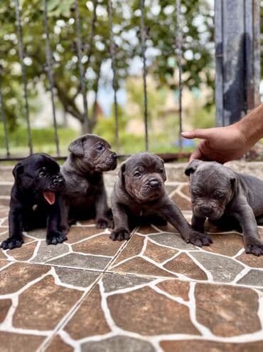 кане корсо цена: Kane-Korso — 1