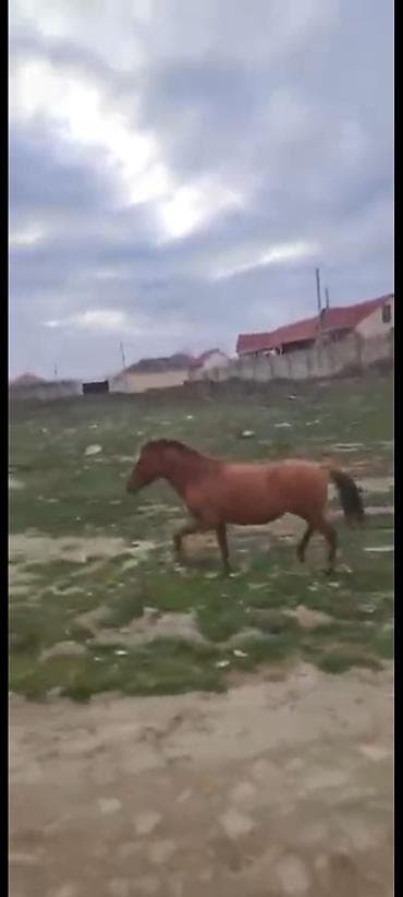 papuqay type 1: Qiymət razılaşa bilərik 30-35 yorğası var at şamaxıdadı zəngdə açığdı — 2