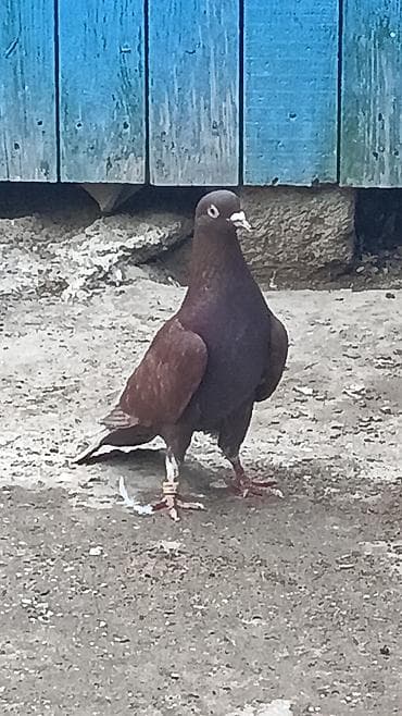 Qirmizi erker satılır.Tutulmadi.Sumqayitdadi lalafo.az -da Qirmizi erker satılır.Tutulmadi.Sumqayitdadi