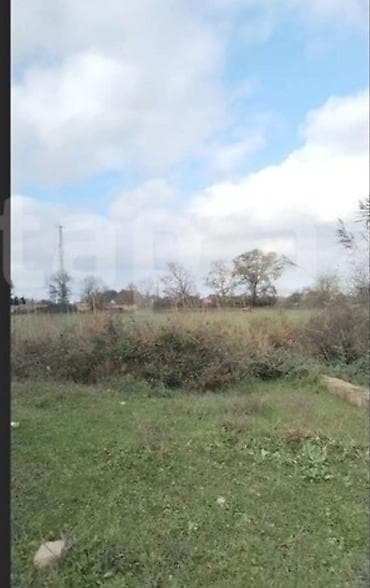 6 sot, Tikinti, Mülkiyyətçi, Kupça (Çıxarış)