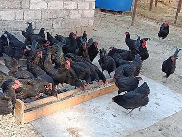 Alman cinsi olan həm ətlik həmdə yumurtalıq astralop toyuqlarının lalafo.az -da Alman cinsi olan həm ətlik həmdə yumurtalıq astralop toyuqlarının