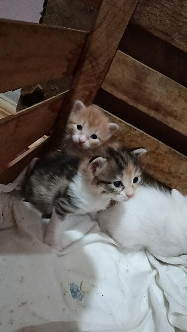 su çğni: Türk anqora, Erkək, Cütləşmə üçün, Ünvandan götürmə — 1