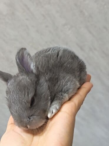 dovşan qiymətləri: Dovşanlar — 4