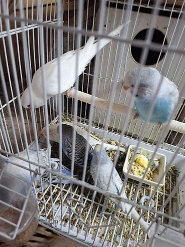 turac quş: Tutuqusu balalari satilir. 6 denedi. 2 ag 3 goy 1 acig mavi — 4