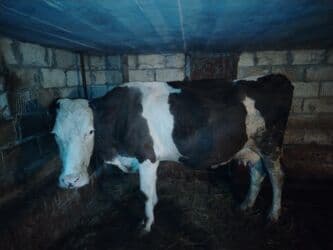 inekler ucar: ⭐ Smental melezi ⭐ 2 aylıq süni mayalanmadan boğaz ⭐ Günlük 12 litr — 5