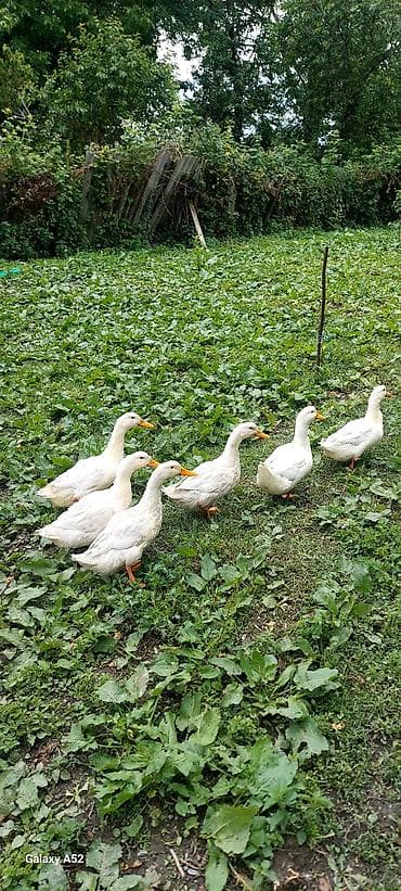 su altı ov: Ağ Pekin ördəkləri – 6 baş - Cins: Pekin ŏrdekleri satilir - Say: 6 — 4