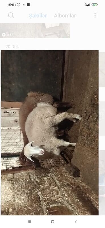 Satılır: Qoyunlar (analıq və bala) - Şəkillərdə iki analıq qoyun və