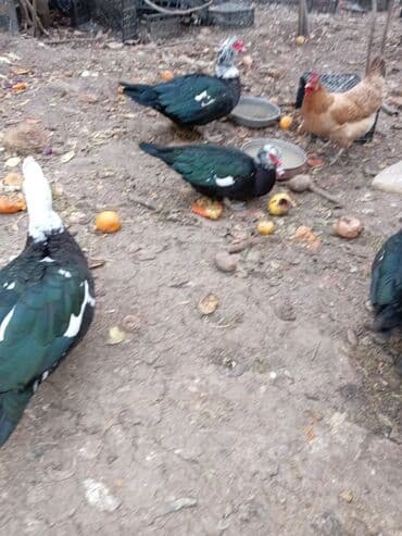 Gəmiricilər: Ördəklər — 7